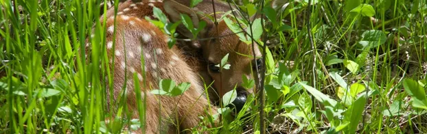 Rette Rehkitze vor dem Mähtod by Rehkitzrettung Rheinland