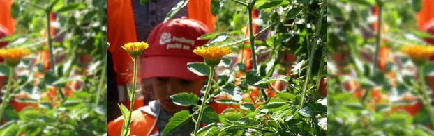 Zusammen für ein blühendes Freiburg by Garten- und Tiefbauamt "Freiburg packt an"