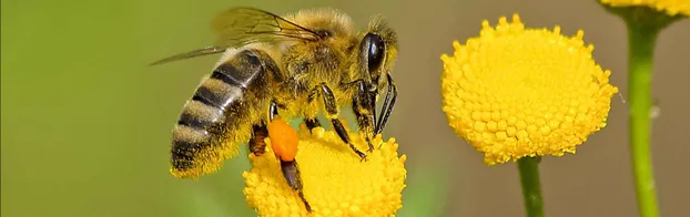 Werde aktiv im Bienenschutz