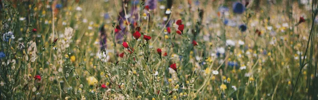 Wildwuchs -Wildpflanzenschutz im Projekt WIPs-De bei Grüne Schule im Botanischen Garten der Univ. Mainz