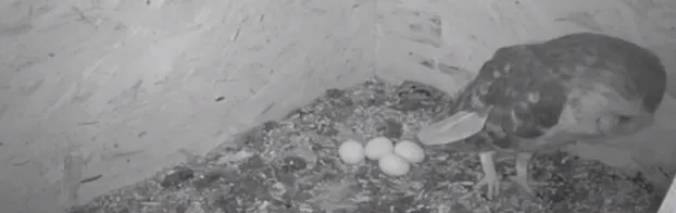 Unterstütze unsere Schleiereulen und Turmfalken