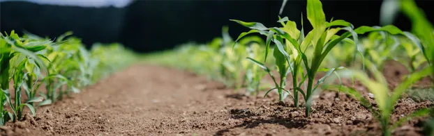 FÖJ bei der KoLa Leipzig eG - Kooperative Landwirtschaft by SUA gGmbH, Umweltakademie