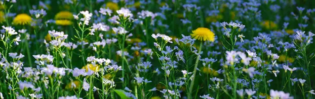 Verstärkung für Naturschutzprojekte in Remseck am Neckar gesucht by NABU Remseck/Poppenweiler