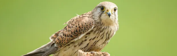 FÖJ in der Auswilderungsstation bei Stiftung Umwelt, Natur- und Klimaschutz des Landes Sachsen-Anhalt