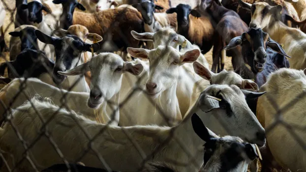 Unterstützung bei Tierpflege und handwerklichen Arbeiten bei Jugendfarm Wilhelmshof e.V.