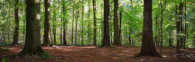 Wir von Living Forest  schützen unsere Wälder