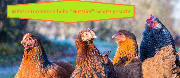 Aktiv werden für den Schutz von "Nutz"tieren in Köln by PROVIEH e.V. 