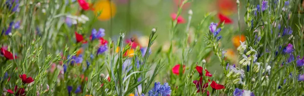 Hilfe beim Projekt "Ernte von Wiesenblumensamen“