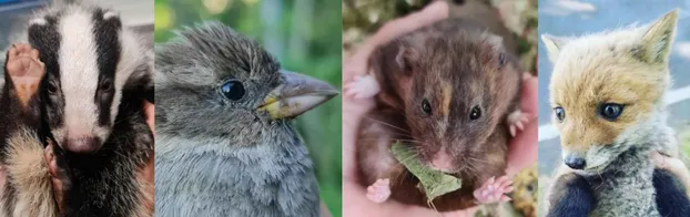 Praktikum & Ehrenamt - Gnadenhof und Wildtierrettung Notkleintiere e. V. bei Notkleintiere e. V.