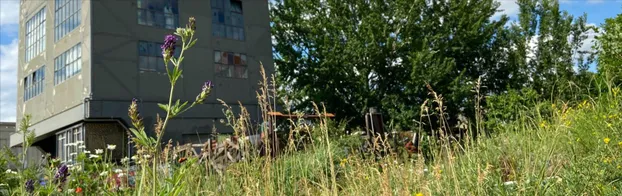 Gemeinsam Biodiversität fördern und Stadtnatur erleben bei BUND - Arbeitskreis Lokschuppen & Wriezener Park