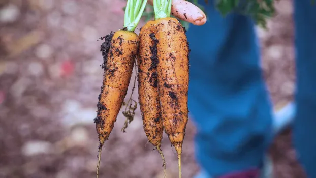 AG Awareness in Rotkäppchens Garten (Achtsamkeit) by Gemeinsam gärtnern, bauen und lernen im Bremer Viertel