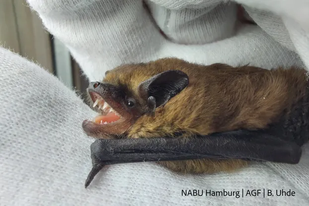 Fledermauspfleger:innen und Batmobile gesucht!