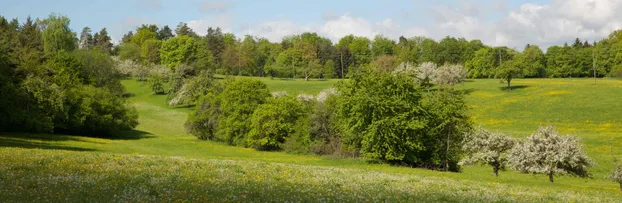 «Unsere Hecken - Geschichte und Funktion eines wertvollen Lebensraumes» Rundgang durch die Feldflur in Harthausen