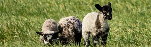 Dein Herz schlägt auch am Wochenende für Tiere? bei NABU Bremen