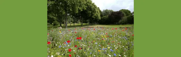 Helfe uns bei der Heide-Entkusselung! by NABU Lüneburg