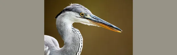 Unterstütze bei der Vogelbeobachtung - spannend und notwendig! bei NABU Lüneburg