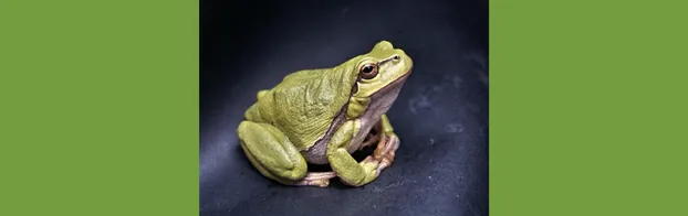 Unterstütze die Arbeitsgruppe Laubfrosch! bei NABU Lüneburg