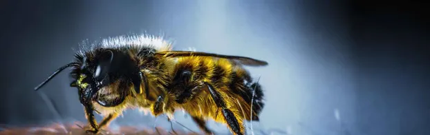 Unterstütze die Arbeitsgruppe Wildbienen, Hummeln und Wespen beim Aufbau von Nisthilfen! by NABU Lüneburg