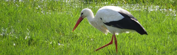 Hilfe für die Störche in Mainz-Mombach - wir schaffen und pflegen Wiesen! by Arbeitskreis Umwelt Mombach e.V.