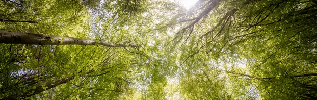 Clean-Up von Wald, Felder und Flur by Dr. Günther Pfann Stiftung