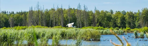 FÖJ bei Helmholtzzentrum für Umweltforschung - Department Ecosystem Service by Sächsische Landesstiftung Natur und Umwelt