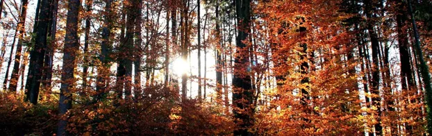 FÖJ in der Waldschule Plänterwald bei Vereinigung Junger Freiwilliger e. V.