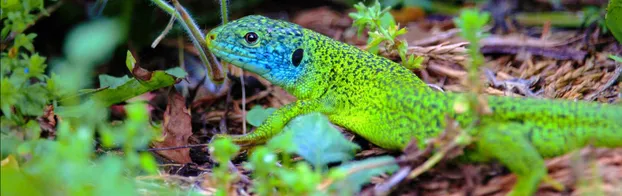 FÖJ in der Reptilienstation bei Vereinigung Junger Freiwilliger e. V.