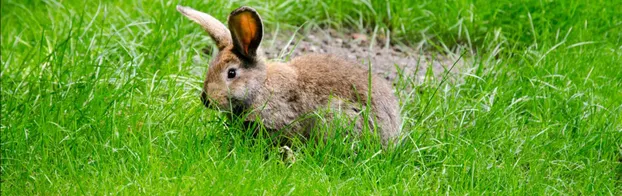 FÖJ in der Tierarztpraxis Bauer bei Vereinigung Junger Freiwilliger e. V.