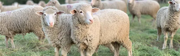 FÖJ im Tierpark Neukölln bei Vereinigung Junger Freiwilliger e. V.