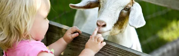 FÖJ auf der Jugendfarm Stammheim bei Diakonie Baden Württemberg