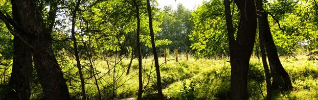 Unterstütze Feld Food Forest -  werde kreativ und aktiv in unserem Waldgarten bei Feld Food Forest e.V.