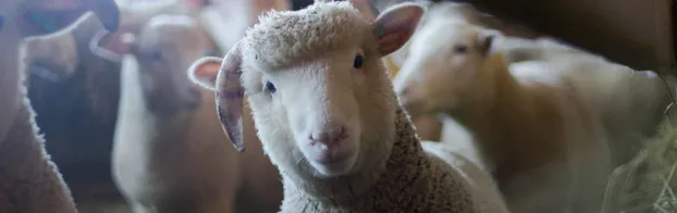 FÖJ in der Tierpflege beim Landwirtschaftlicher Betrieb Neuendorf by Jugendwerk Aufbau Ost JAO gGmbH