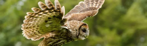 ÖBFD beim Wald-Jagr-Naturerlebnis e.V. bei Förderverein Märkischer Wald e.V.