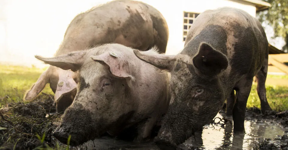 Tiere auf Lebenshof Gut Weidensee benötigen dringend Hilfe!