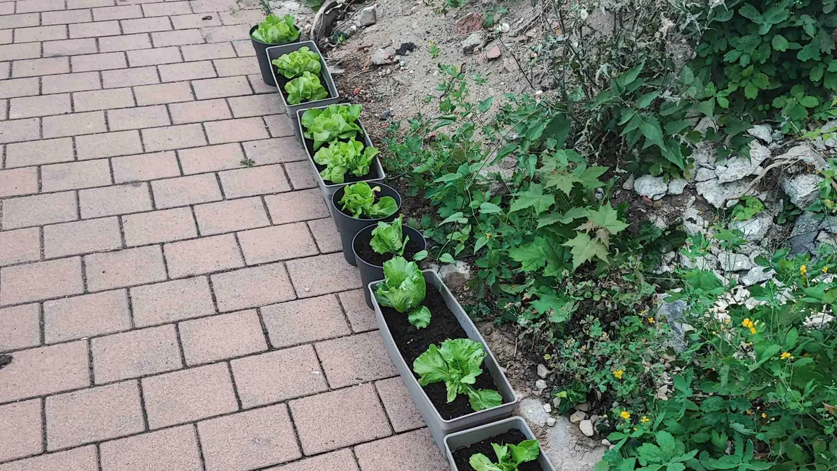 Urban Gardening