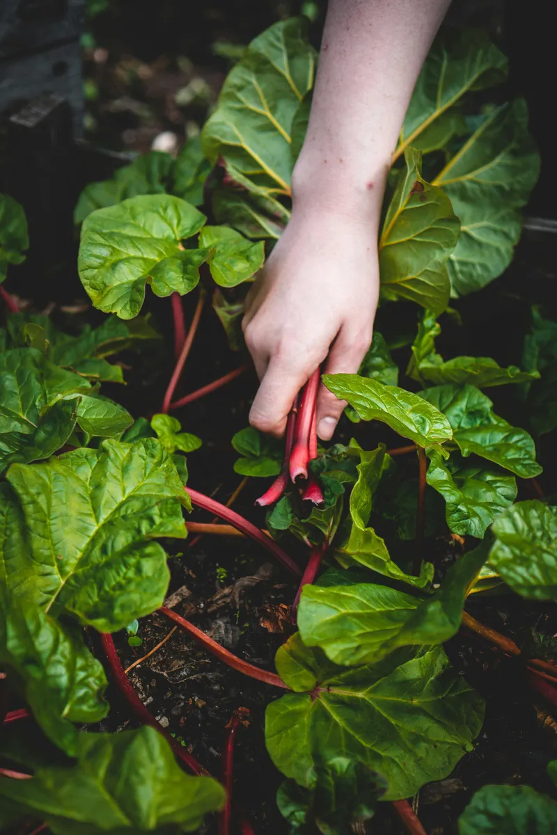 Ein Garten für alle