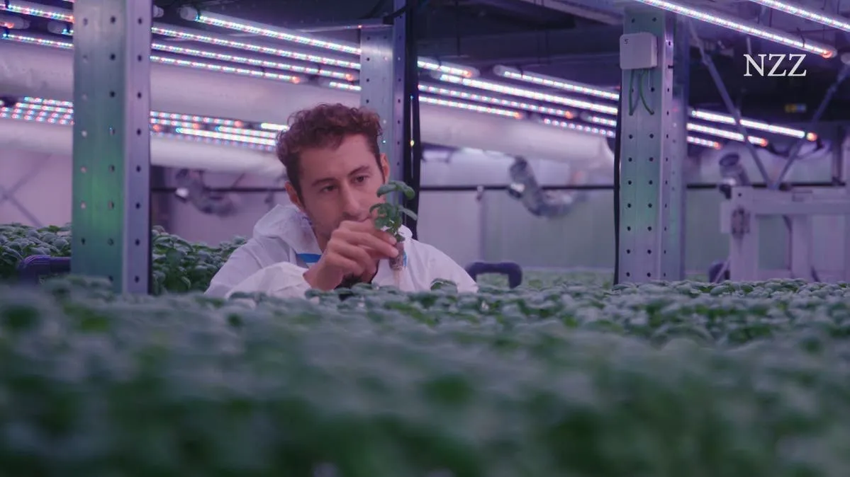 Vertical Farming: gigantische Gewächshäuser für den Gemüseanbau