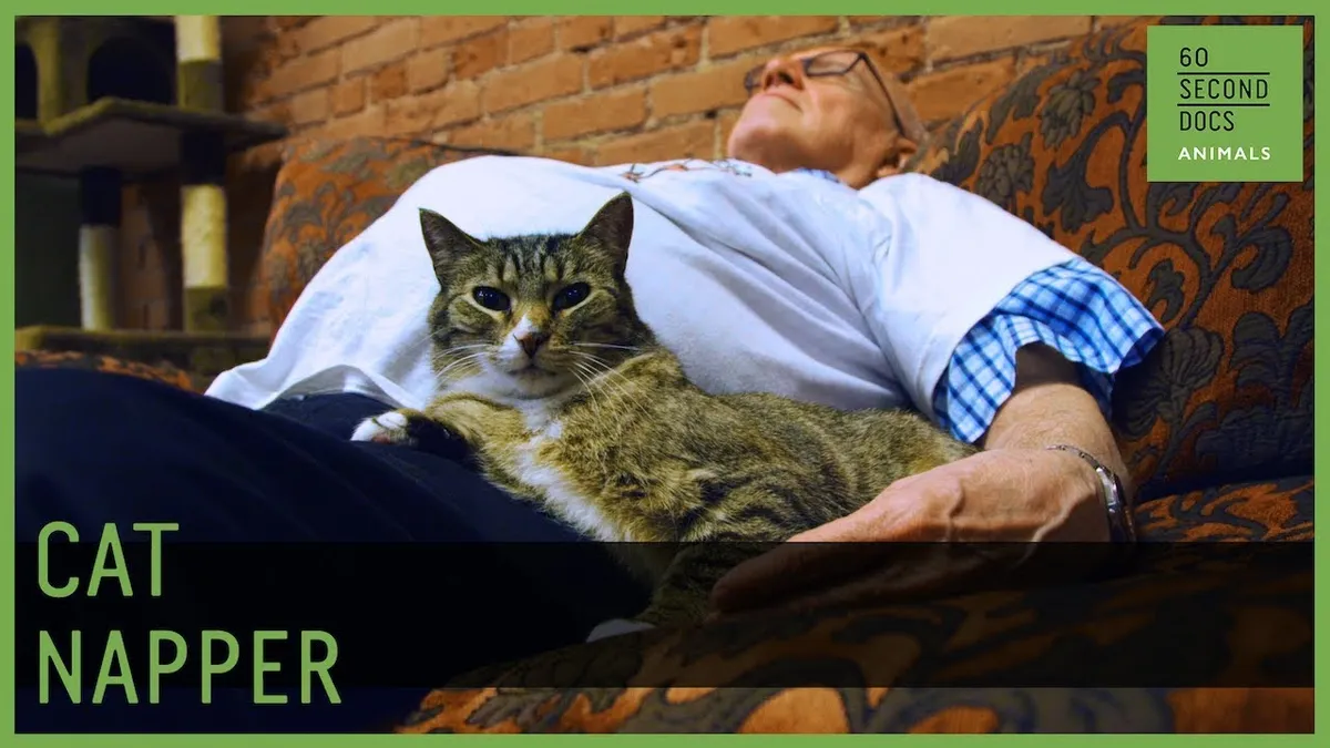 The Senior Taking Naps With Cats