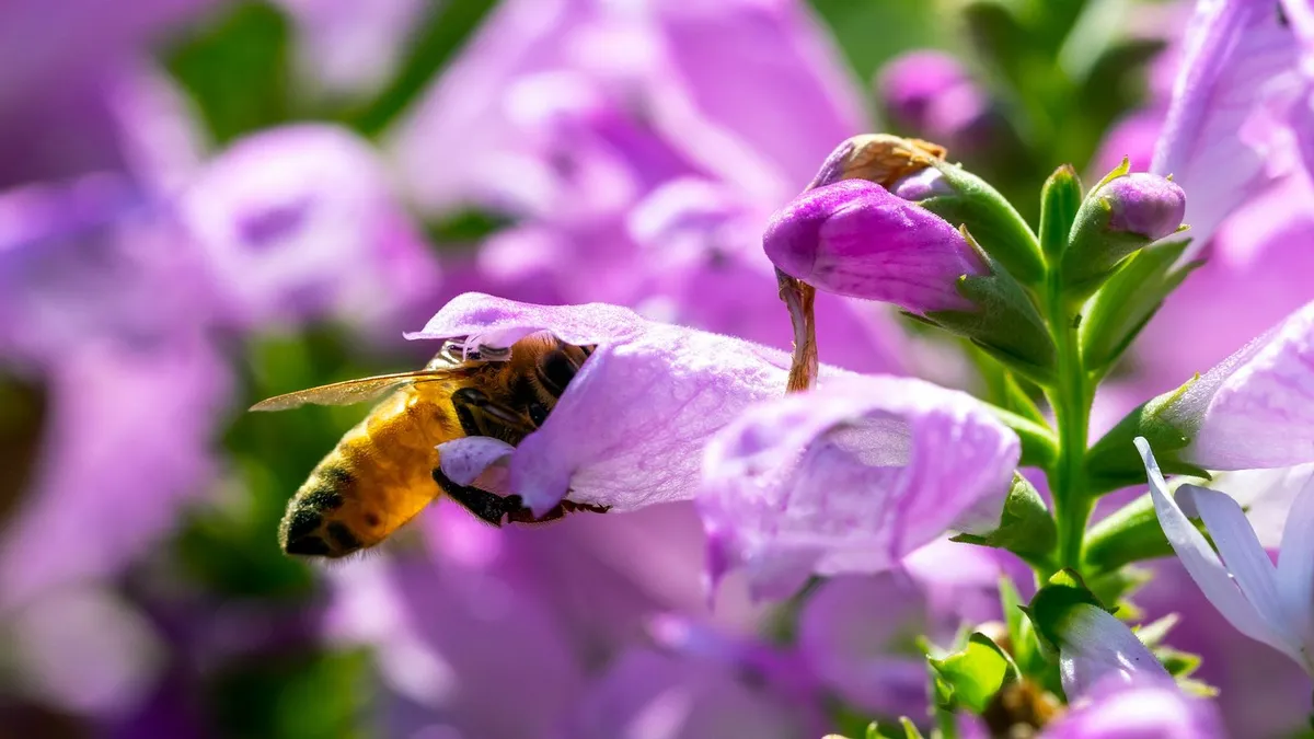 Forschungsprojekt zur Artenvielfalt: Wie viel Natur steckt in deutschen Gärten?