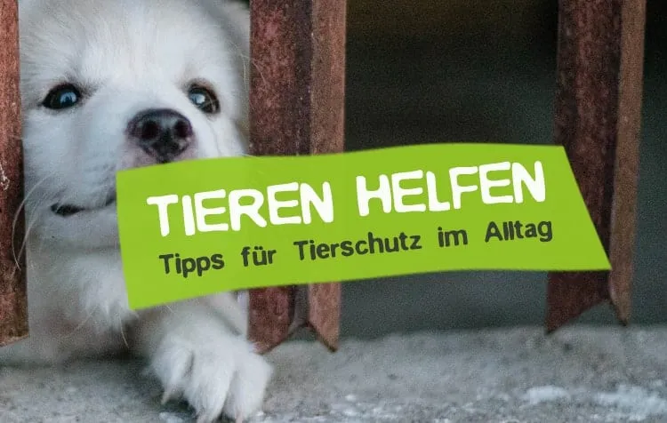 Tierschutz im Alltag - 18 Ideen, wie du Tieren helfen kannst