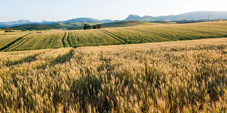 Der Weg zu Regenerativer Landwirtschaft in Deutschland – NABU